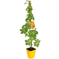 Kwiaty doniczkowe - Winobluszcz Yellow Wall'pbr, wys.60 - 80 cm, don.2 l - miniaturka - grafika 1