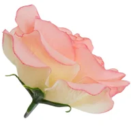 Sztuczne kwiaty - [w04301] Róża główka 12cm kremowo-cukierkowy - miniaturka - grafika 1