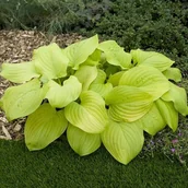 Nasiona i cebule - Hosta Funkia Tortilla Chip 1 szt. - miniaturka - grafika 1