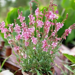 Gaura Lindheimeri Siskiyou Pink 1 szt. doniczka P9 kwitnie całe lato - Nasiona i cebule - miniaturka - grafika 1