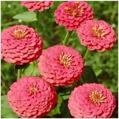 Nasiona i cebule - Cynia Daliowa Różowa (Zinnia Elegans Dahl. Fl.Pl.) nasiona 100 sztuk - miniaturka - grafika 1