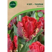 Nasiona i cebule - Tulipan Rococo 11/12 4szt. Cebulki kwiatów Geolia - miniaturka - grafika 1