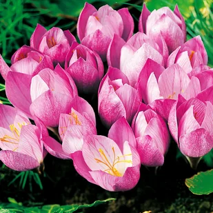 Krokus Jesienny Zonatus 25 szt cebulki krokusy - Nasiona i cebule - miniaturka - grafika 1