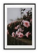 Plakaty - Plakat A3 30x42 cm Rózowe róże kwiaty WZORY - miniaturka - grafika 1