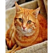 Malowanie po numerach - Diamond Painting Haft Diamentowy Mozaika Zestaw - miniaturka - grafika 1