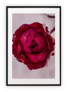 Plakat A4 21x30 cm  Kwiaty Floral Róż WZORY - Plakaty - miniaturka - grafika 1