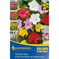 Nasiona i cebule - Mieszanka oaza nektaru - miniaturka - grafika 1