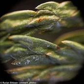 Mikroskopy i lupy - (EN) Mikroskop cyfrowy Levenhuk Rainbow D50L PLUS 2M, MoonstoneKamień księżycowy - miniaturka - grafika 1