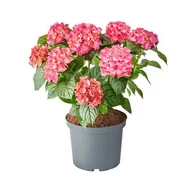 Kwiaty doniczkowe i cięte - Hortensja ogrodowa, wys.45 cm, don.5 l - miniaturka - grafika 1