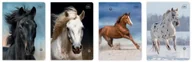Zeszyty szkolne - Interdruk Zeszyt A516k 3kol linia Uv Wild Horses (20szt) - miniaturka - grafika 1