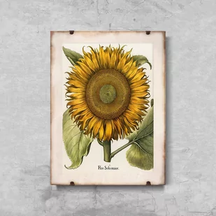 Plakat w stylu retro Botaniczny nadruk słonecznika - Plakaty - miniaturka - grafika 1