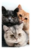 Zabawki kreatywne - DIAMENTOWA PASJA Obraz Diamentowy Haft Diamentowy Mozaika Diamentowa KOT KOTY KOTKI - miniaturka - grafika 1