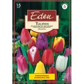 Nasiona i cebule - Tulipan pojedyńczy wczesny mix 15 sztuk Eden - miniaturka - grafika 1