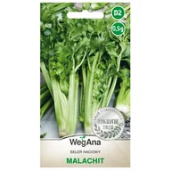 Nasiona i cebule - Seler naciowy Malachit nasiona 0,5g nasiona - WegAna - miniaturka - grafika 1