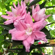 Nasiona i cebule - Lilia orientalna pełna Rio Marina XXL 20/+ 1 szt. cebule cebulki - miniaturka - grafika 1