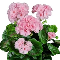Sztuczne kwiaty - PELARGONIA SZTUCZNA W DONICZCE (613.05) JASNY RÓŻ sztuczne kwiaty na balkon na taras - miniaturka - grafika 1
