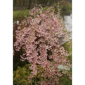 Sadzonki drzew krzewów - Wiśnia japońska wys. 100-120 cm don. 28 cm - miniaturka - grafika 1