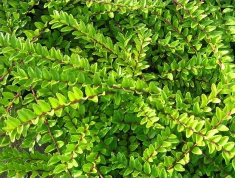 kwiatydonice Suchodrzew mirtolistny - Lonicera nitida 'Maigrn'