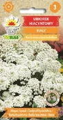 Nasiona i cebule - Ubiorek hiacyntowy biały na skalniak nasiona 0,5 g. - miniaturka - grafika 1