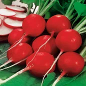 Nasiona i cebule - Rzodkiewka DUO (wczesna, bardzo duże, czerwone z białym końcem) Raphanus sativus L. var. sativus - miniaturka - grafika 1