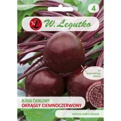 Nasiona i cebule - Legutko Burak ciemno czerwony 10g - miniaturka - grafika 1