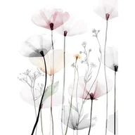 Obrazy i zdjęcia na płótnie - Obraz Canvas 60 x 80 C ST543 MODERN POPPY 1 - miniaturka - grafika 1