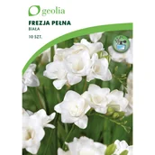 Nasiona i cebule - Frezja pełna biała 10szt. cebulki kwiatów Geolia - miniaturka - grafika 1