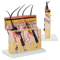 Akcesoria medyczne - Model skóry człowieka w przekroju 4FIZJO - miniaturka - grafika 1