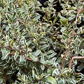 Kwiaty doniczkowe i cięte - Suchodrzew mirtolistny 'Silver Beauty' (Lonicera nitida) Doniczka 2.0L - miniaturka - grafika 1