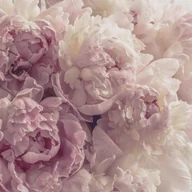 Fototapety - Fototapeta Kwiaty Piwonie Różowy 300x210 cm Tapeta Do Sypialni Salonu Kuchni Na Flizelinie - miniaturka - grafika 1