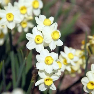 Narcyz botaniczny polski Canaliculatus 5 szt. Narcyzy Cebule Cebulki - Nasiona i cebule - miniaturka - grafika 1