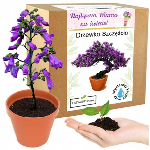 Prezent na Dzień Matki drzewko szczęścia bonsai prezent na Dzień Mamy róża - Nasiona i cebule - miniaturka - grafika 1
