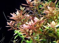 Dekoracje do akwarium - Rotala Rotundifolia Kubek 10cm in vitro Piękna - miniaturka - grafika 1