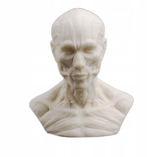 Popiersie anatomiczne - Figurki dekoracyjne - miniaturka - grafika 1
