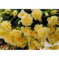 Kwiaty doniczkowe - Begonia zwisająca Bellaconia - miniaturka - grafika 1