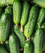 Nasiona i cebule - OGÓREK ŚREMSKI F1 Nasiona Zaprawiane - miniaturka - grafika 1