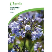 Nasiona i cebule - Agapant Donau 1 szt. cebulki kwiatów Geolia - miniaturka - grafika 1