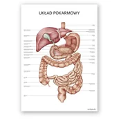 Mapy i plansze edukacyjne - Plakat anatomiczny - Układ pokarmowy - Marta Pawelec - miniaturka - grafika 1