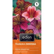 Nasiona i cebule - Tujałka zmienna mix 0,5 g Eden - miniaturka - grafika 1