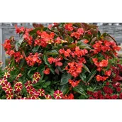 Kwiaty doniczkowe - Begonia Dragon Red - miniaturka - grafika 1