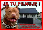 Odblaski i adresówki - Tabliczka JA TU PILNUJĘ! Laminowana Pit Bull - miniaturka - grafika 1