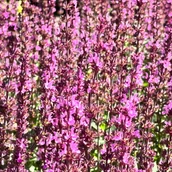 Nasiona i cebule - Szałwia omszona Różowa 'Synchro Pink' (Salvia nemorosa) W Doniczce 1L - miniaturka - grafika 1