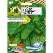 Nasiona i cebule - Ogórek gruntowy Traper F1 nasiona na taśmie 6 m Pnos - miniaturka - grafika 1