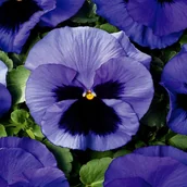 Nasiona i cebule - Bratek Wielkokwiatowy niebieski z plamą (Viola X Wittrockiana) 150 nasion - miniaturka - grafika 1