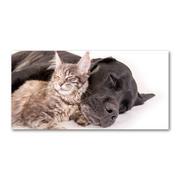 Obrazy i zdjęcia na płótnie - Foto-obraz szkło hartowane Pies z kotem - miniaturka - grafika 1