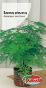 Nasiona i cebule - Szparag pierzasty nasiona 10 sztuk Torseed - miniaturka - grafika 1