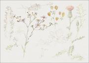 Plakaty - Galeria Plakatu, Plakat, Studies of Meadow Flowers, Samuel Colman, 70x50 cm - miniaturka - grafika 1