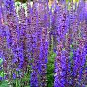 Nasiona i cebule - Szałwia omszona Niebieska 'Synchro Blue' (Salvia nemorosa) W Doniczce 1L - miniaturka - grafika 1
