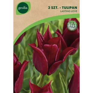Tulipan Lasting Love 12/+ 3szt. Cebulki kwiatów Geolia - Nasiona i cebule - miniaturka - grafika 1