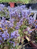 Nasiona i cebule - Dąbrówka Rozłogowa Wąskolistna Rabata Bylina - miniaturka - grafika 1